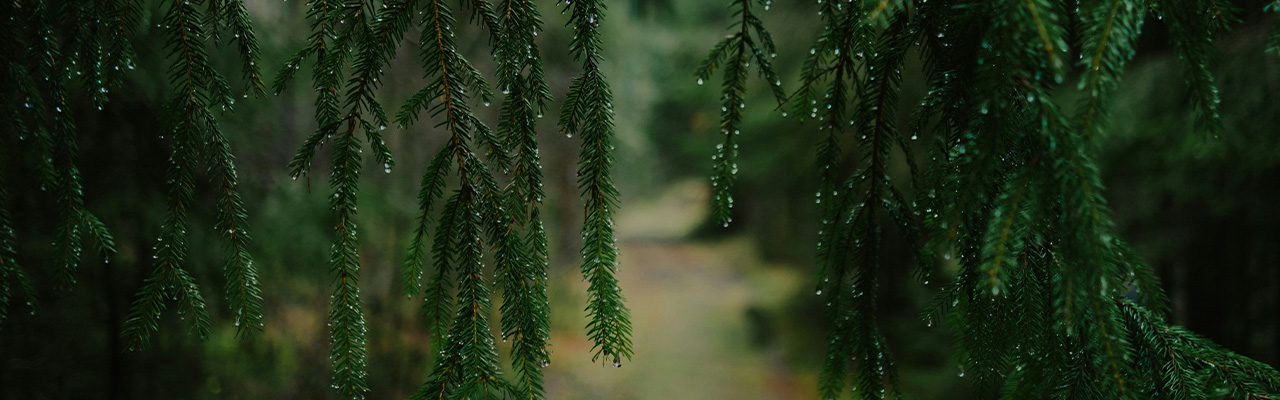 evergreens with a walking path in between