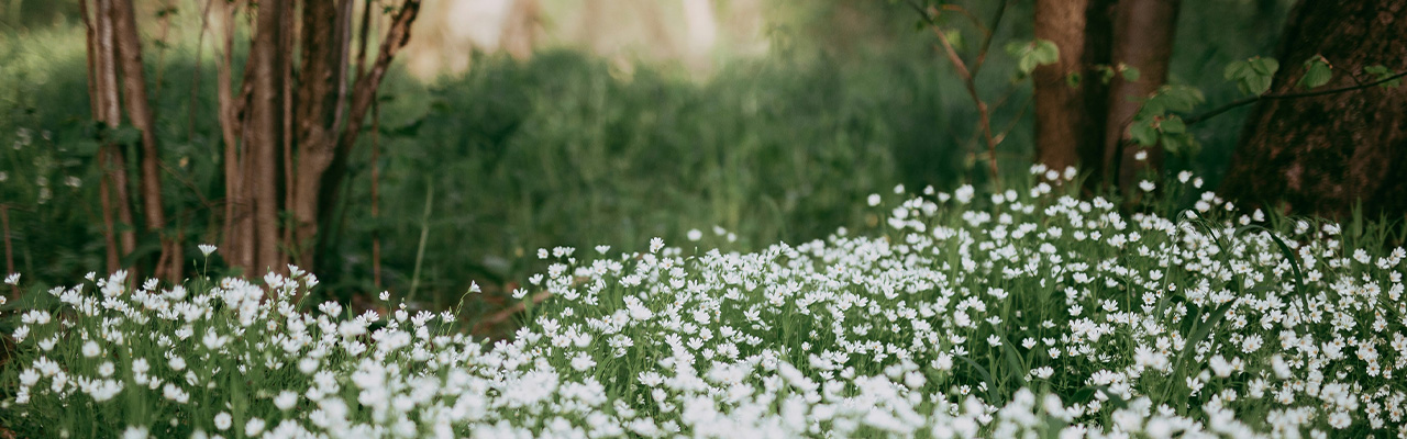 Decorative nature image, small white flowers growing in a field with trees.