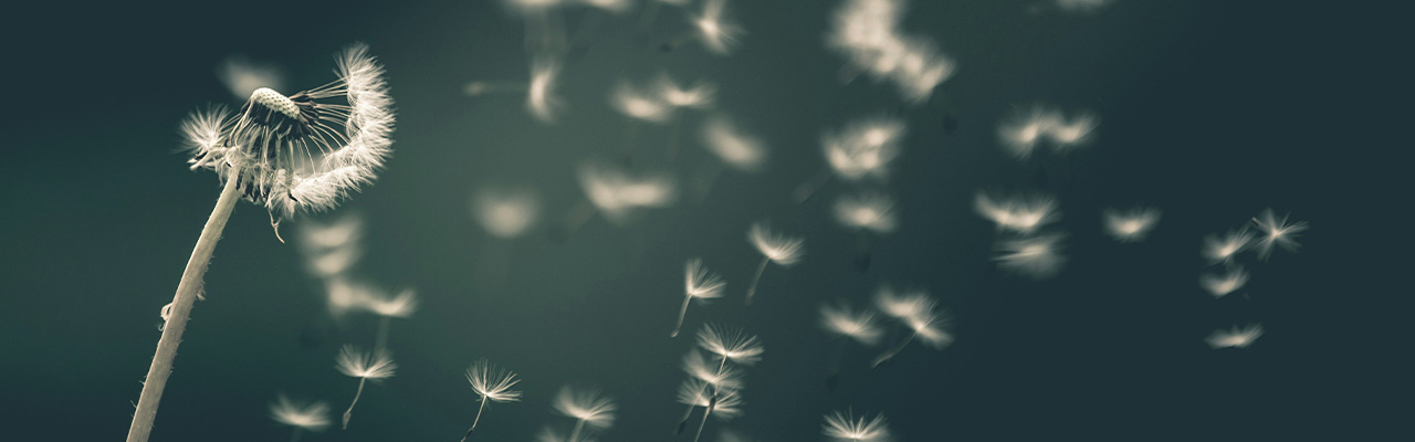 a dandilion spreading its seeds